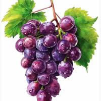 Vendemmia/raccolta uva perugia e provincia