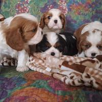 Cucciolo cavalier king