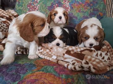 Cucciolo cavalier king