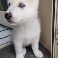 Cuccioli Siberian Husky