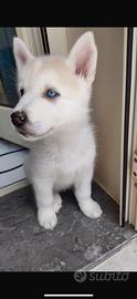 Cuccioli Siberian Husky