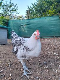 galline gabbiano della frisia orientale 