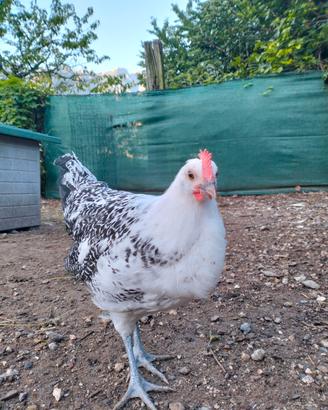 galline gabbiano della frisia orientale 