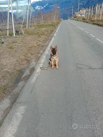 Cucciola pastore tedesco con pedigree