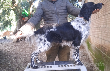 Cani da caccia setter