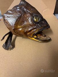 testa di pesce imbalsamata trota rare trofeo unico