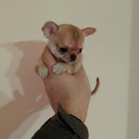 Cuccioli di chihuahua toy