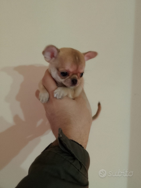 Cuccioli di chihuahua toy