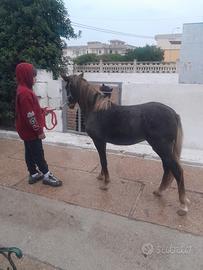 Pony femmina
