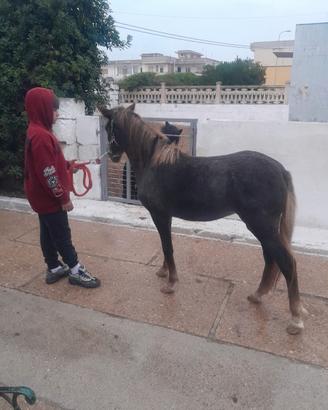 Pony femmina