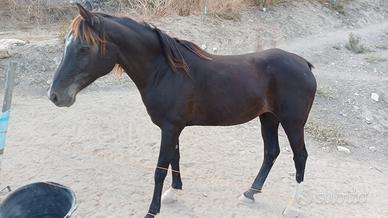 Cavalla Anglo-Araba