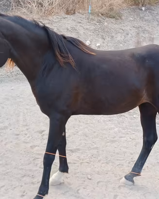 Cavalla Anglo-Araba