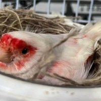 Rossi intensi rossomosaico BIANCO RECESSIVO