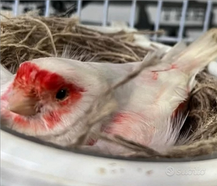 Rossi intensi rossomosaico BIANCO RECESSIVO