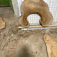 Legno naturale - Dischi (fette) di olmo essiccato