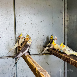 Pappagalli calopsite varie mutazioni