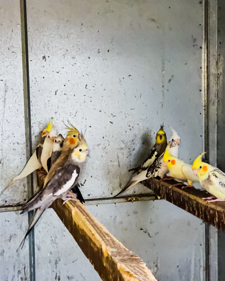 Pappagalli calopsite varie mutazioni