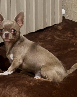 Femmina Chiuhahua per accoppiamento