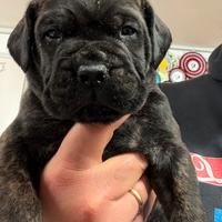 Bullmastiff cucciolo disponibile