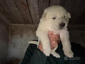 Cuccioli femmine Pastore dell'Asia centrale