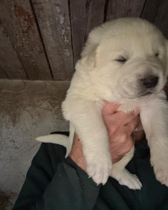 Cuccioli femmine Pastore dell'Asia centrale