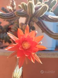 Echinopsis chamaecereus silvestrii 