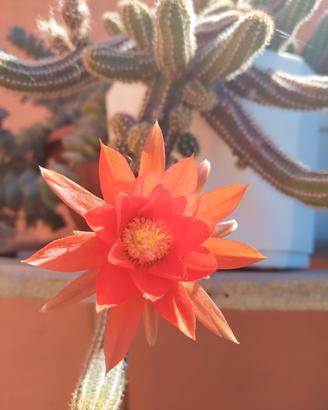 Echinopsis chamaecereus silvestrii 