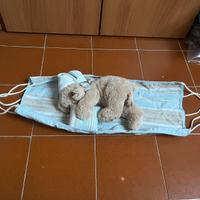 Orsetto peluche sull’amaca