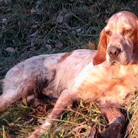 Setter inglese femmina b/a