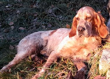 Setter inglese femmina b/a