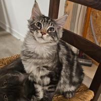 Cuccioli Maine Coon