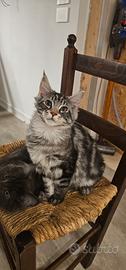 Cuccioli Maine Coon