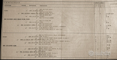 Lagotto Romagnolo maschio per accoppiamento/monta