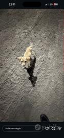 Cani vorrebbero casetta