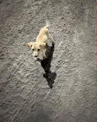 Cani vorrebbero casetta