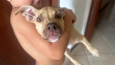 Pit bull