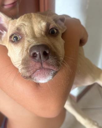 Pit bull