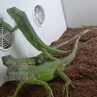 Iguane verdi coloratissime