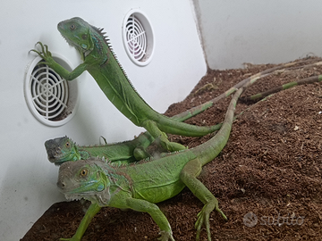 Iguane verdi coloratissime