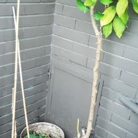 Pianta Limone da seme