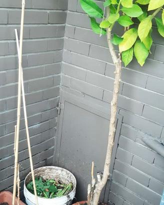 Pianta Limone da seme