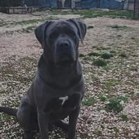 Cane Corso per Monta
