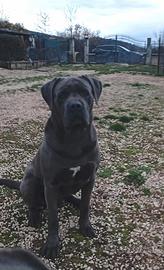 Cane Corso per Monta