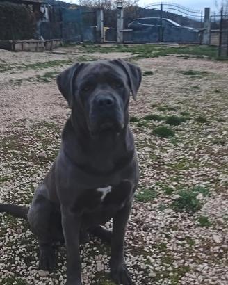 Cane Corso per Monta