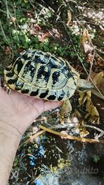Tartarughe Testudo hermanni