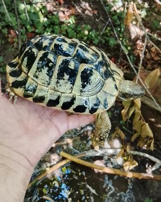 Tartarughe Testudo hermanni