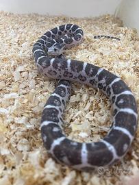 P. guttata scaleless anery adulta