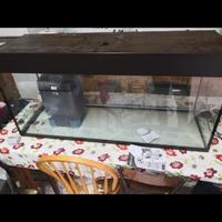 Acquario