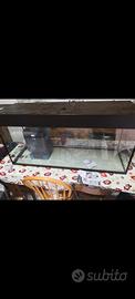 Acquario