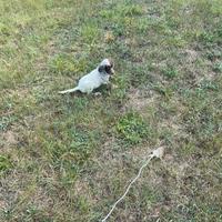 Cuccioli di setter inglese